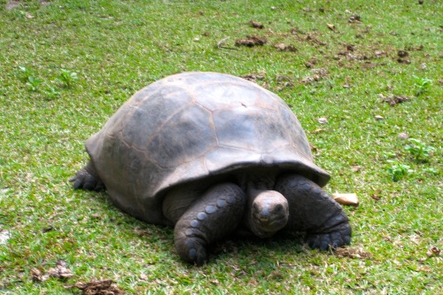 Aldabra Giant tortoise - Curieuse Island, Seychelles