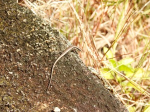 The Seychelles skink (Trachylepis seychellensis)